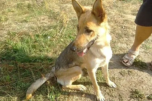 Jedyna taka FANTAZJA czeka na domek,  Kundelki cała Polska