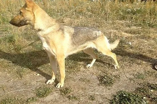 Jedyna taka FANTAZJA czeka na domek,  Kundelki cał