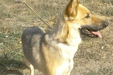 Jedyna taka FANTAZJA czeka na domek,  Kundelki cał