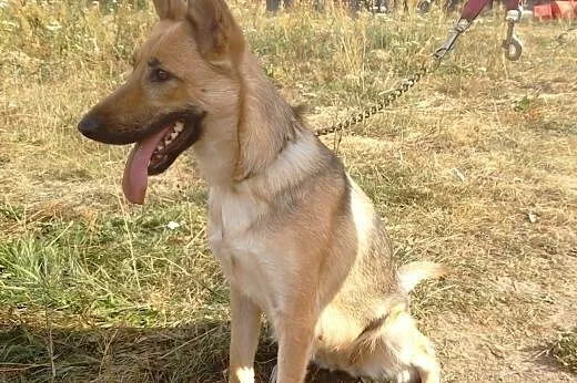 Jedyna taka FANTAZJA czeka na domek,  Kundelki cał