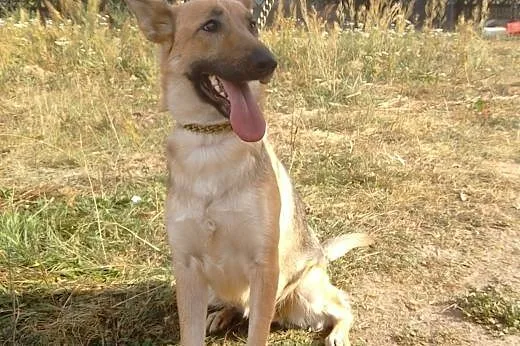 Jedyna taka FANTAZJA czeka na domek,  Kundelki cał