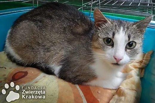 Viki – kotka jak maskotka,  małopolskie Kraków