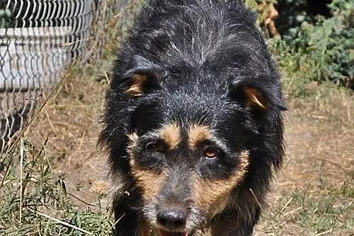 Łagodny, zakochany w ludziach Kudłaty, adopcja