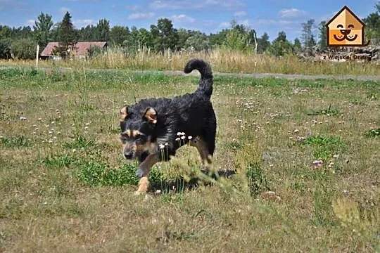 Łagodny, zakochany w ludziach Kudłaty, adopcja