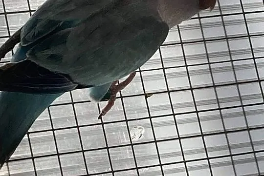 Mnicha Nizinna Dwa Samce, , Kryspinów