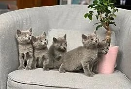 Kocięta Rosyjskie Niebieskie, Spychowo