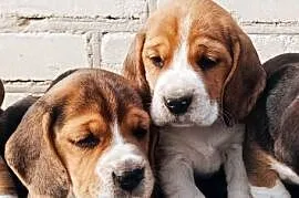 Beagle tricolor szczeniak