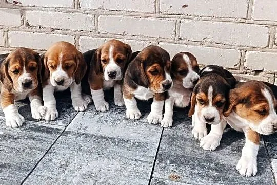 Beagle tricolor szczeniak, Mazowieckie, Sokołów Podlaski