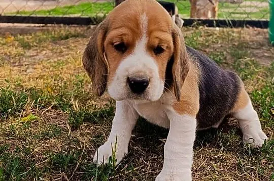 Beagle tricolor szczeniak, Mazowieckie, Sokołów Podlaski