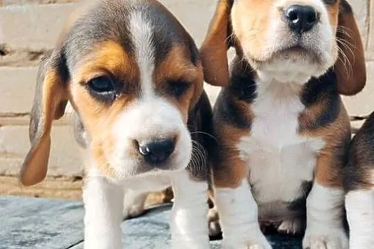 Beagle tricolor szczeniak, Mazowieckie, Sokołów Podlaski