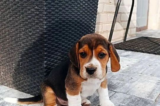 Beagle tricolor szczeniak, Mazowieckie, Sokołów Podlaski