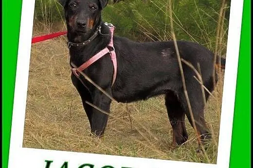 Jagoda - sunia w typie jagteriera.ADOPCJA !,  małopolskie Kraków