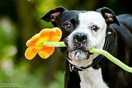Kornel 8-letnii amstaff szuka domu,  mazowieckie W