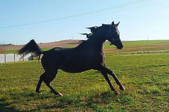 Stanówka ogierem arabskim, Podlaskie, Zambrów