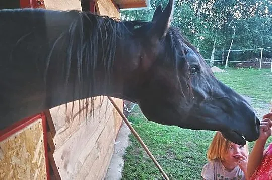 Stanówka ogierem arabskim, Podlaskie, Zambrów