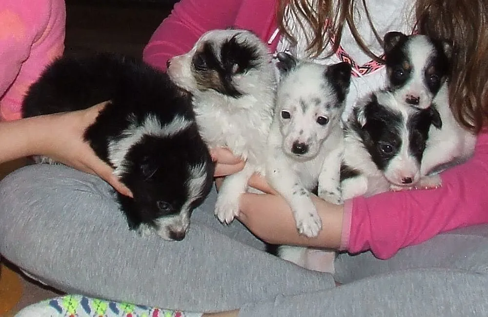 Małe piękne Aniołeczki polecają się do adopcji pokochaj je, Mazowieckie, Warszawa