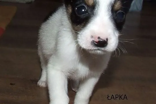 Małe piękne Aniołeczki polecają się do adopcji pokochaj je, Mazowieckie, Warszawa