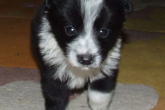 Małe piękne Aniołeczki polecają się do adopcji pokochaj je, Mazowieckie, Warszawa