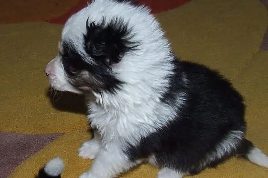 Małe piękne Aniołeczki polecają się do adopcji pokochaj je, Mazowieckie, Warszawa