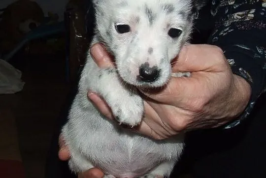 Małe piękne Aniołeczki polecają się do adopcji pokochaj je, Mazowieckie, Warszawa