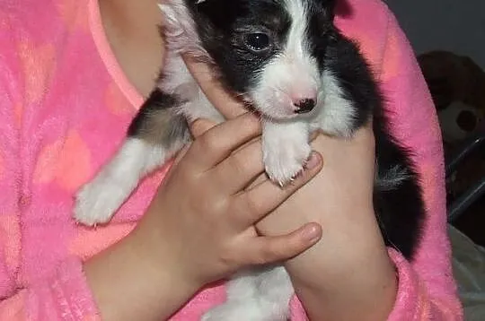 Małe piękne Aniołeczki polecają się do adopcji pokochaj je, Mazowieckie, Warszawa