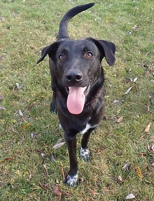 Otis- 1,5 roczny psiak w tyie wyżła FILMIK, łódzk