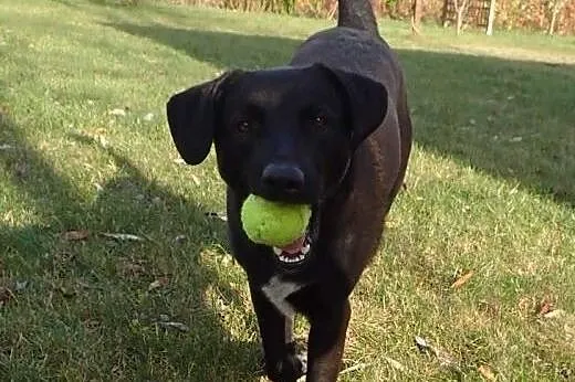 Otis- 1,5 roczny psiak w tyie wyżła FILMIK,  łódzk