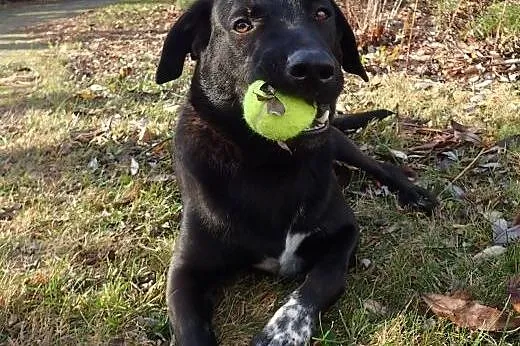 Otis- 1,5 roczny psiak w tyie wyżła FILMIK,  łódzk