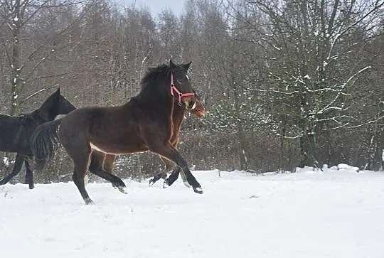 Młoda klaczka sp, Nowy