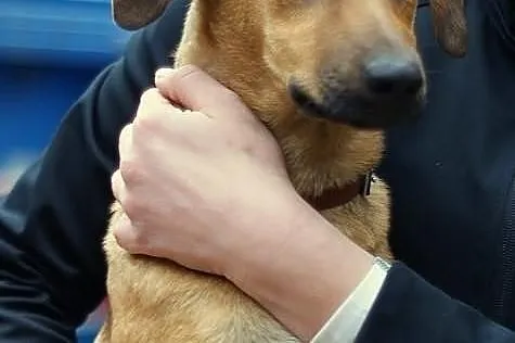 Bajeczny Pluto ma 5 miesięcy i czeka na dom