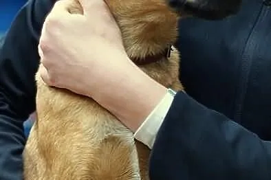 Bajeczny Pluto ma 5 miesięcy i czeka na dom