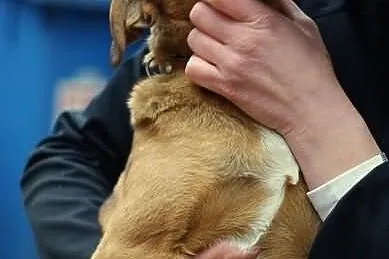 Bajeczny Pluto ma 5 miesięcy i czeka na dom