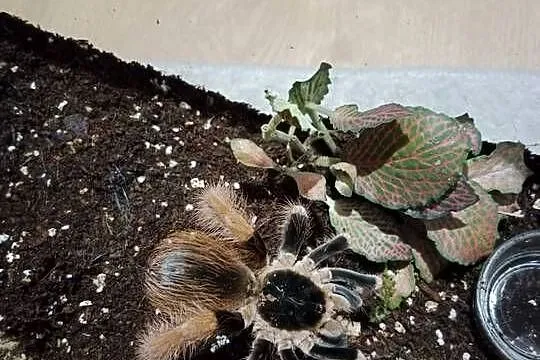 Ptasznik Megaphobema robustum samiec 5 dc