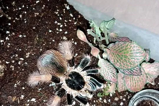 Ptasznik Megaphobema robustum samiec 5 dc, Kujawsko-pomorskie, Brodnica