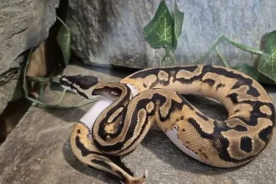 Pyton królewski Piebald (Pied), Mazowieckie, Mazowszany