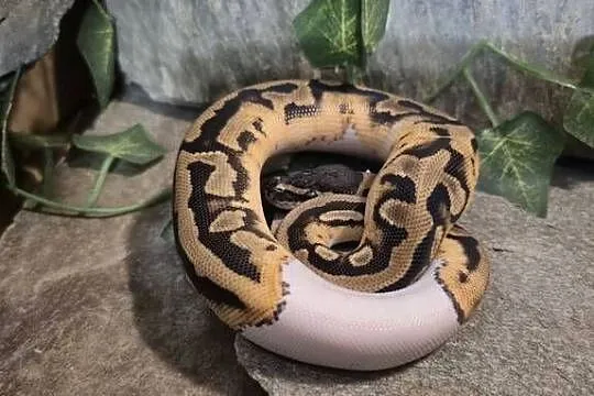 Pyton królewski Piebald (Pied), Mazowieckie, Mazowszany