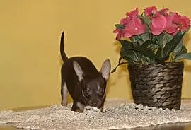 Rosyjski Toy terrier psy rasowe, Marki