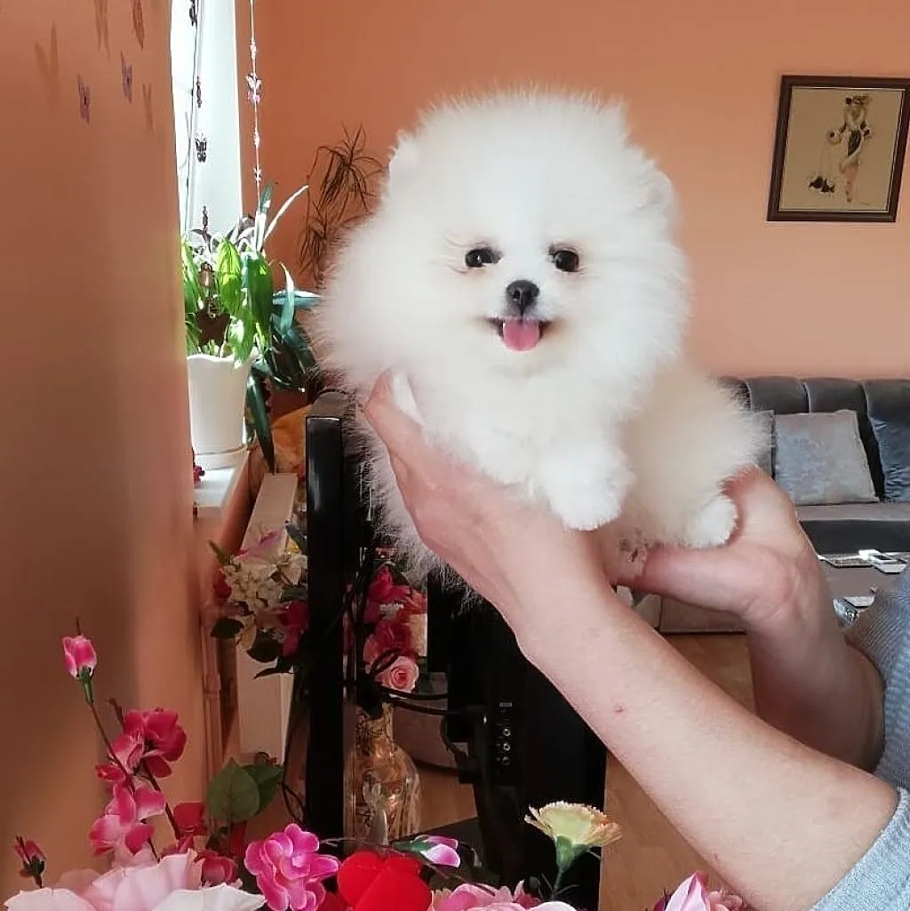 Mini Suczka Szpic miniaturowy Pomeranian, Małopolskie, Kraków
