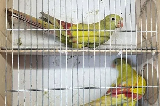 Papugi górskie pastele ,rozelle białolice pary lęgowe