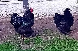 Jaja legowe kur  kochiny  olbrzymie