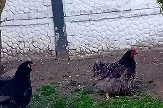 Jaja legowe kur  kochiny  olbrzymie, Mazowieckie, Siedlce