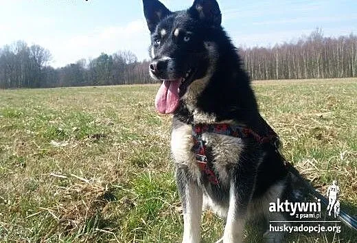 TARA- młoda, żywiołowa suczka mix husky do adopcji