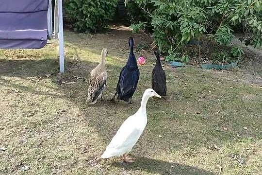 Jaja lęgowe kaczka biegus, Śląskie, Soborzyce