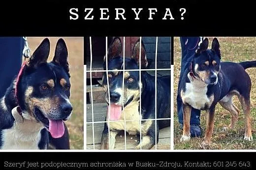 Szeryf - Rocky błaga o dom,  śląskie Dąbrowa Górni