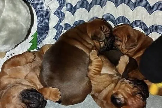 Buldog francuski, Opolskie, Brzeg