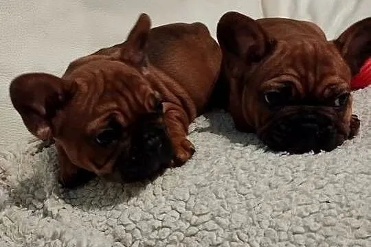 Buldog francuski, Opolskie, Brzeg