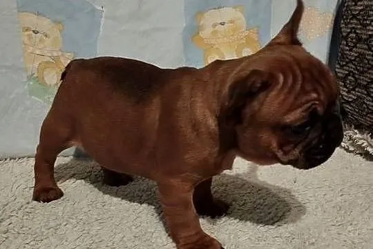 Buldog francuski, Opolskie, Brzeg