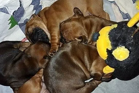 Buldog francuski, Opolskie, Brzeg