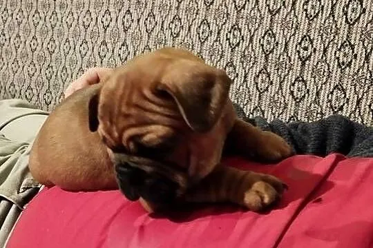 Buldog francuski, Opolskie, Brzeg