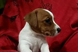 Wzorcowe Jack Russelle JRT gładkie doskonała budowa ojciec FCI